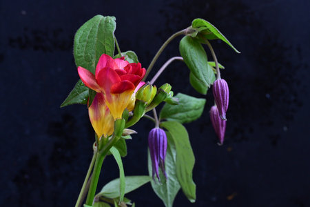 Beautiful freesia flowers on dark background, close-upの写真素材