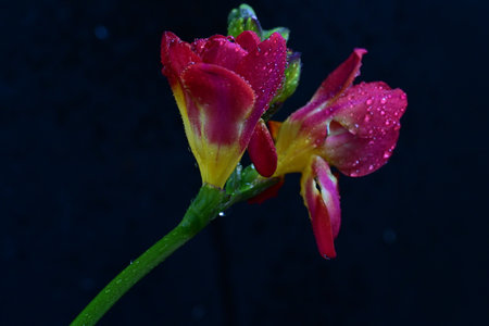 Beautiful freesia flower on black background, close-upの写真素材