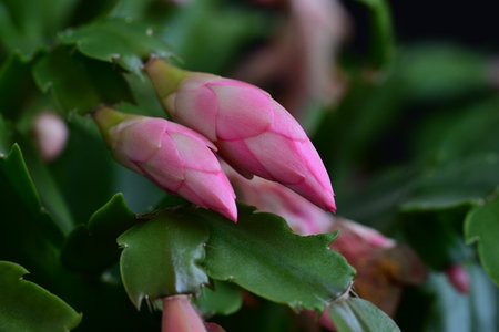 Pink flower of the Christmas cactus (Schlumbergera)の写真素材