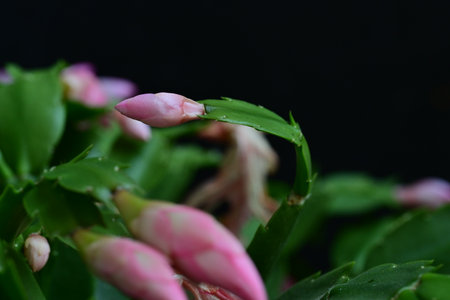 Christmas cactus with pink flowers on a black background close-upの写真素材