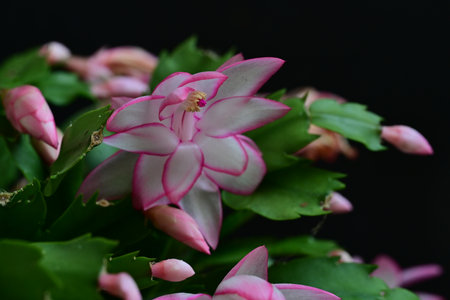 Christmas Cactus, Schlumbergera, is a flowering plant.の写真素材