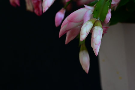 Christmas cactus flower on black background with copy space for text.の写真素材