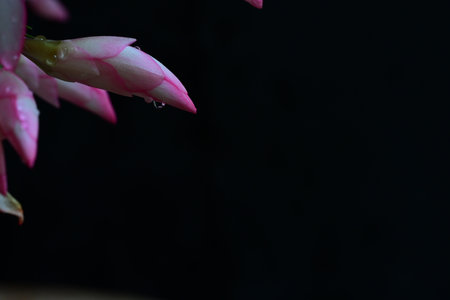 Pink cactus flower with water drop on black background, close upの写真素材