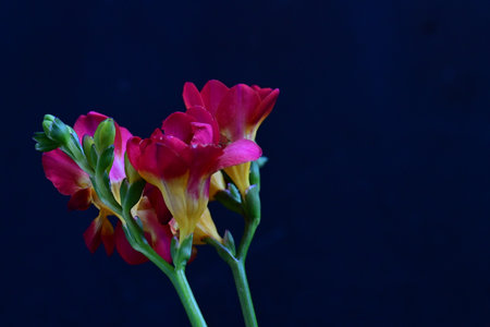 Beautiful freesia flowers on a dark background close-upの写真素材