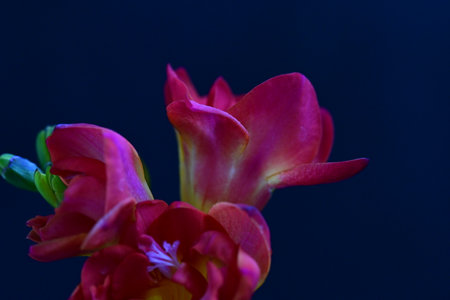 Beautiful freesia flower on a dark background close-upの写真素材