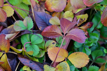 Strawberry leaves in autumn. Red, green and yellow leaves.の写真素材