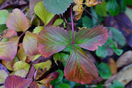 Close up view of a green and red leaves of a strawberry plantの写真素材