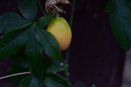 A close up of the fruit of a gourd tree.の写真素材