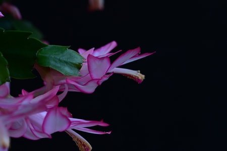 Christmas cactus flower on a black background. Shallow depth of fieldの写真素材