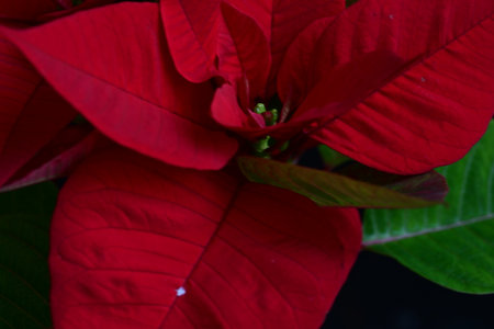 Christmas star or Euphorbia pulcherrima (poinsettia)の写真素材