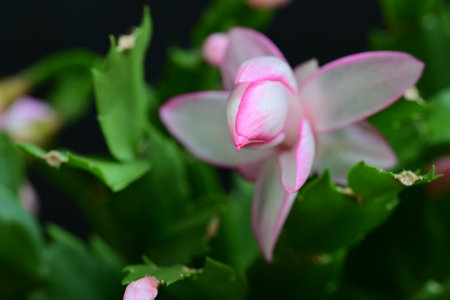Christmas cactus, Schlumbergera truncata, close upの写真素材