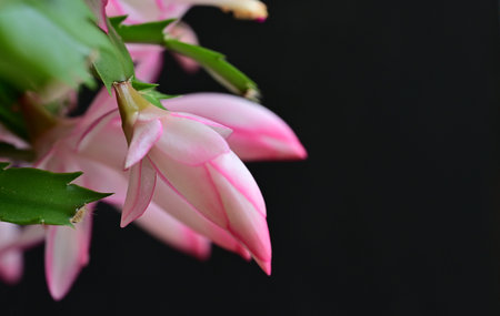 Christmas cactus on a black background. Shallow depth of field.の写真素材