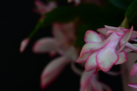 Christmas cactus or Schlumbergera on a black background.の写真素材