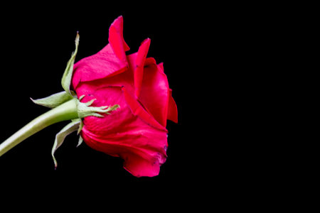 Red rose isolated on black background with copy space for your text.の写真素材