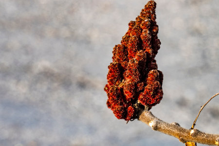 A closeup shot of a branch in the winter