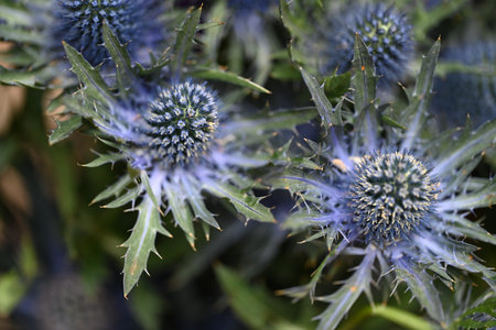 Eryngium hirsutum in the garden close upの写真素材