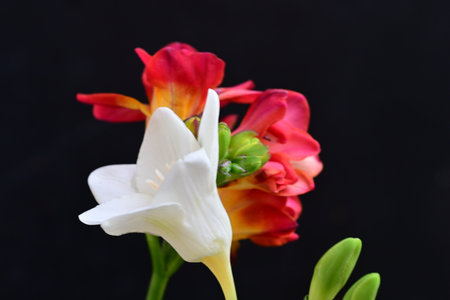 Beautiful freesia flowers on black background, close-upの写真素材