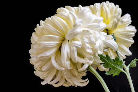 White chrysanthemum on a black background, close upの写真素材