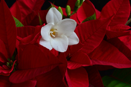 Red poinsettia flower with white flower on black background.の写真素材
