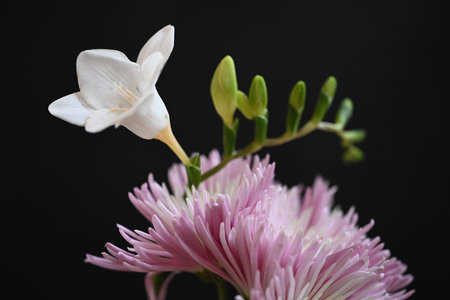White and pink flowers on a black background. Close-up. Studio photography.の写真素材