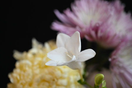 beautiful white freesia flower on black background, close upの写真素材