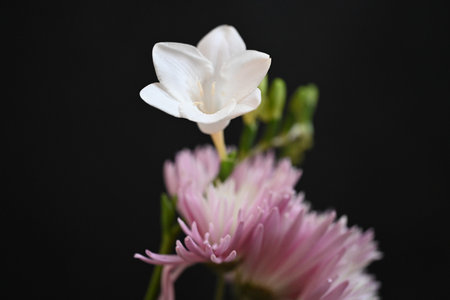 Beautiful pink flower on black background, closeup. Floral background