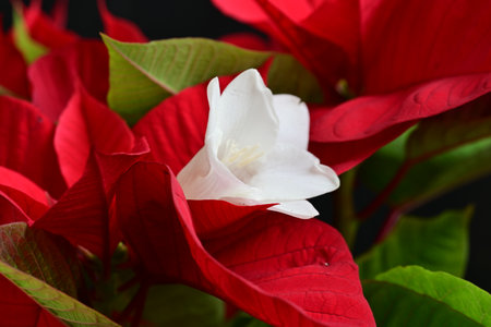 Poinsettia (Euphorbia pulcherrima)の写真素材