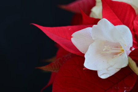 Red and white poinsettia flower isolated on black background.の写真素材