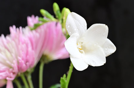 Pink and white flowers on a black background with drops of dewの写真素材