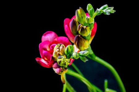 Close up of freesia flower isolated on black background with copy spaceの写真素材