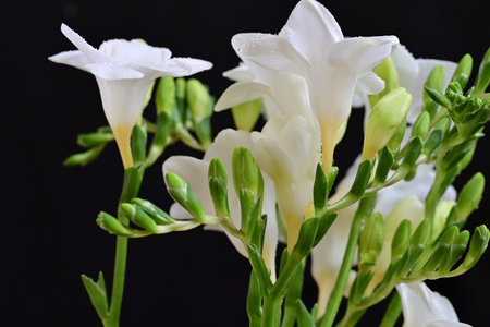 Beautiful white freesia flowers on black background, closeupの写真素材