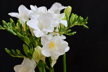 Beautiful freesia flowers on black background, close-upの写真素材