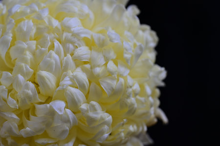 White chrysanthemum on a black background close-upの写真素材