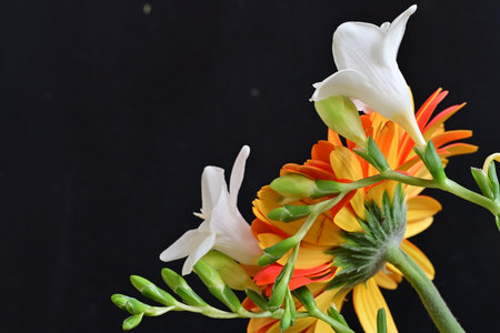 gerbera and freesia flowers on black background close upの写真素材