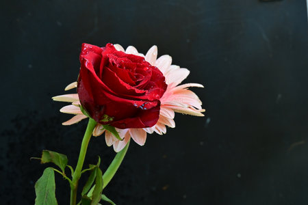 Red rose with water drops on the petals on a black backgroundの写真素材