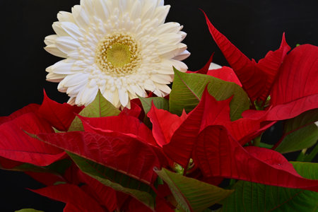 Red and white poinsettia flowers and white gerberaの写真素材