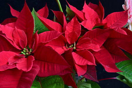 Christmas flower poinsettia on black background, close-upの写真素材