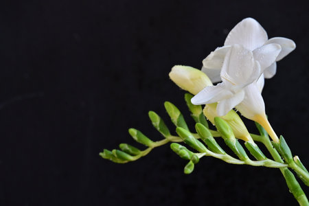 White freesia flower on black background with copy space for textの写真素材