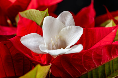 poinsettia flower on black background, christmas ornamentsの写真素材