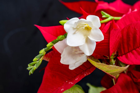 Christmas decoration with poinsettia flowers on black background, top viewの写真素材