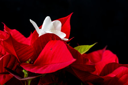 Poinsettia flower isolated on black background. Christmas decorations.の写真素材