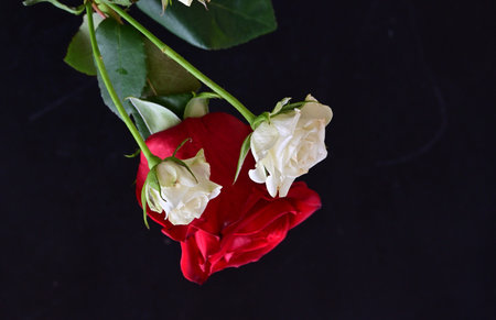 Red and white roses on a black background, valentine's day