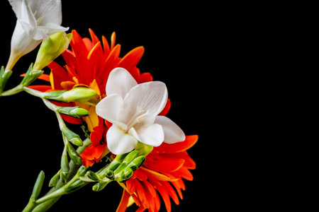 Orange and white freesia flowers isolated on black background with copy spaceの写真素材