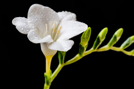 White freesia flower with water drops isolated on black background.