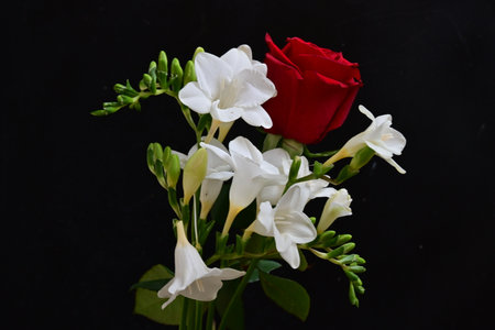 Bouquet of white and red freesia on black backgroundの写真素材
