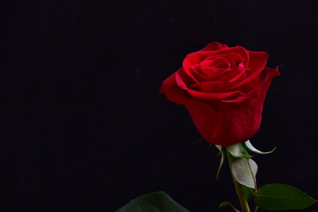 Red rose on a black background. Valentine's day. Love.の写真素材