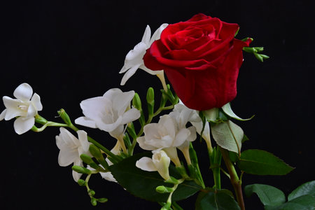 red rose and white freesia on a black background closeupの写真素材