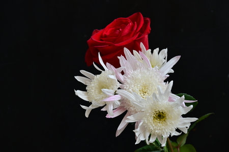 Red rose and white chrysanthemum on a black backgroundの写真素材