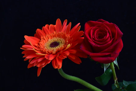 red and orange gerbera on a black background with space for textの写真素材