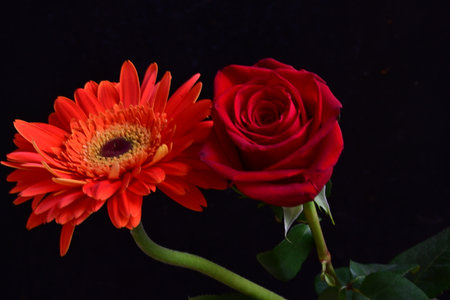 Red roses and a red gerbera on a black background.の写真素材